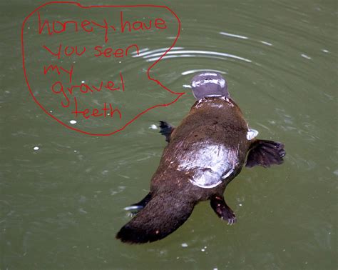 11 Reasons Platypuses Are Cool As Hell