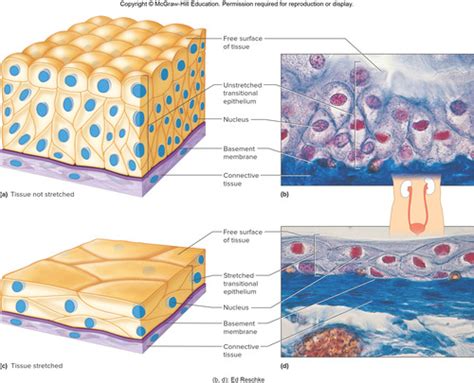 A/P Histology (saladin 6th edition) Flashcards | Quizlet