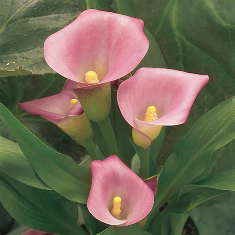 2.4 Gal. Pink Calla Lily Plant-15561 - The Home Depot