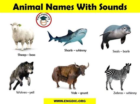 List of Animal Sounds from A to Z PDF and Infographics - EngDic