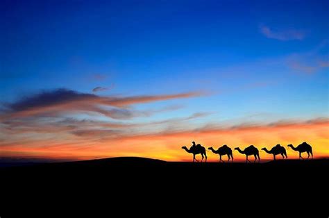 What Can Camels Teach Us About Fundamental Truths? | Desert travel, Deserts of the world, Desert ...