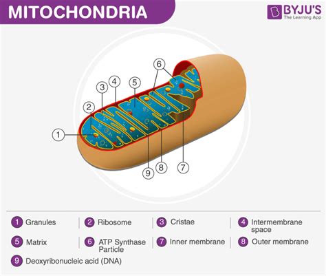 Mitochondria Membrane