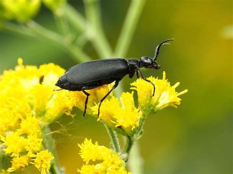 Black Blister Beetle: Identification, Life Cycle, Facts & Pictures