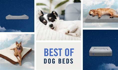 The Best Dog Beds, According to Chewy’s Dog Parents | BeChewy