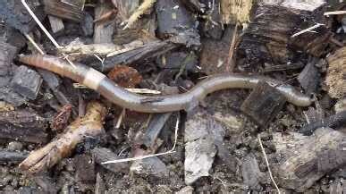 'Crazy Worms' Threaten America's Trees And Maple Syrup : NPR