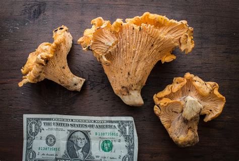 California Chanterelles: Cantharellus californicus - Forager | Chef