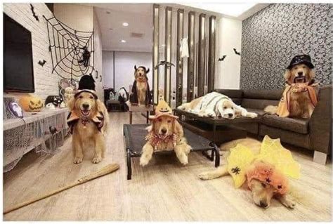 Dog Halloween Party. : r/halloween