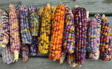 Rainbow Corn - Unique Strain of Corn With Naturally Colorful Kernals