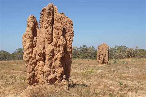 Interesting Behaviors of Termites - Antipest BlogAntipest Blog