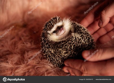 Hedgehog cuddling in a person's hand Stock Photo by ©feedough 304355410