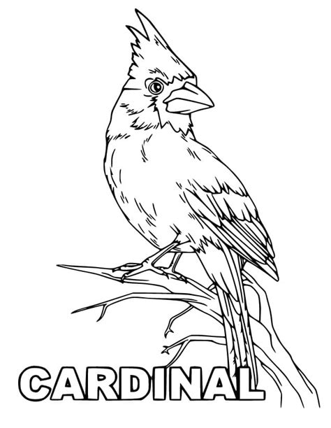 Cardinal Bird Printable Coloring Page - Free Printable Coloring Pages for Kids