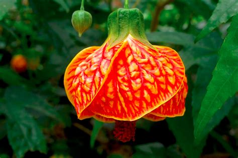 Everything You Need to Know about the Chinese Lantern Plant | Chinese ...