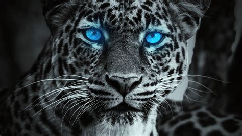 1920x1080 Tiger Glowing Blue Eyes Laptop Full HD 1080P ,HD 4k Wallpapers,Images,Backgrounds ...