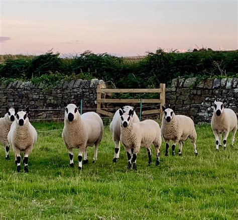 Sheep For Sale – Kerry Hill Sheep Society