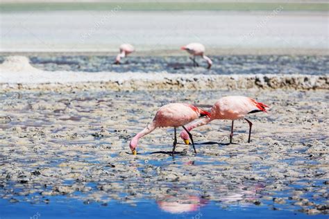 Flamingos in Bolivia Stock Photo by ©kamchatka 59591663