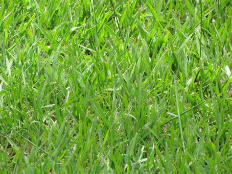 The 4 Best Grass Types for Sandy Soils (Virginia Beach, VA) - Lawnstarter