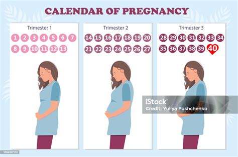 The Calendar Of Pregnancy Trimesters With Pregnant Woman Healthy Pregnancy Concept Flat Vector ...