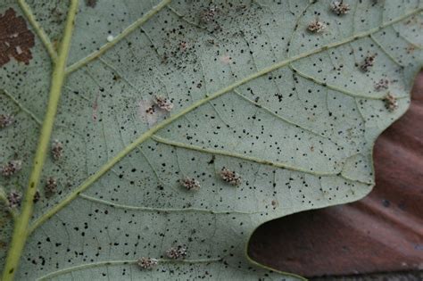 LACE BUGS: NOTHING TO WORRY ABOUT? | Extension Entomology