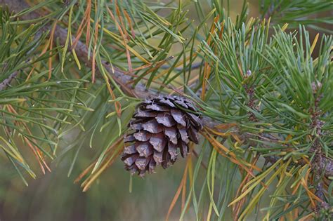 Managing Fusiform Rust on Loblolly and Slash Pine in Forest and Landscape Settings - Alabama ...