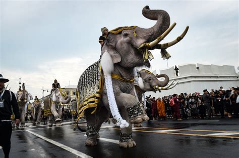 Thailand: Elephants parade through Bangkok's Grand Palace to pay respect to late King Bhumibol ...