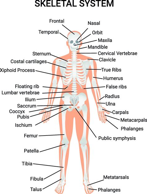 The Skeletal System Facts for Kids (Explained!) - Education site