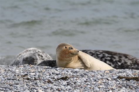 Premium Photo | Seals in helgoland