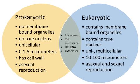 Prokaryotic And Eukaryotic Cells Differences And Similarities