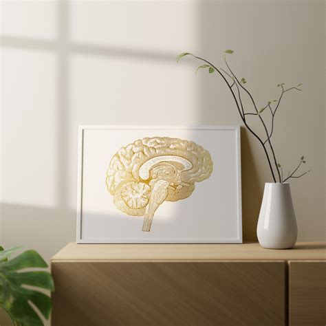 Brain Anatomy Cross Section Human Brain Medical Art Neurology | Etsy