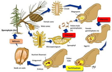 Life Cycle Of Pine Tree