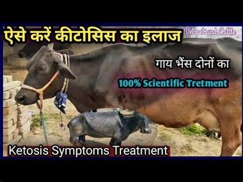 Ketosis in Cattle/Buffalo Symptoms, Diagnosis and Treatment||कीटोसिस ...