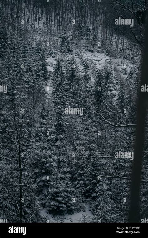 Winter Dark forest with pine trees Stock Photo - Alamy