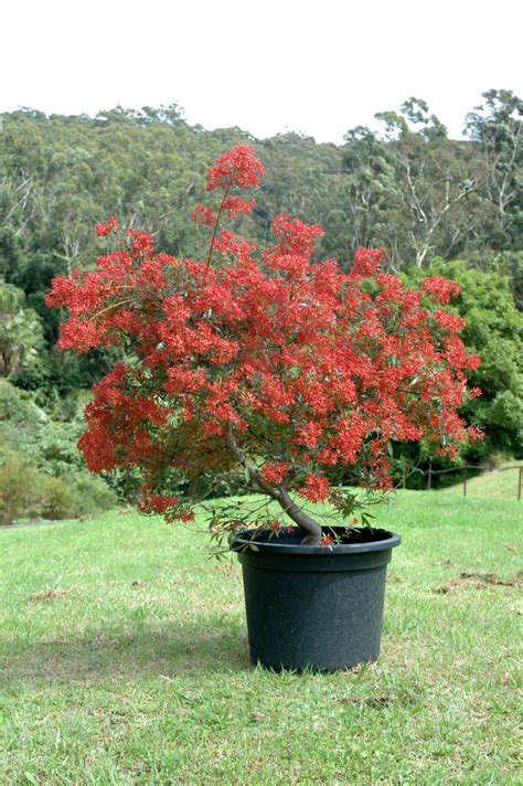 Ceratopetalum gummiferum ‘Johanna’s Christmas’ – NSW Christmas Bush | Gardening With Angus