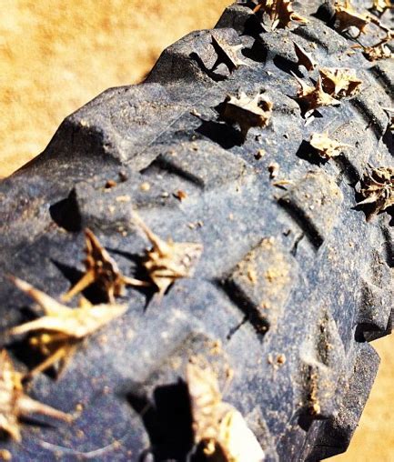 How to Prevent Bicycle Puncture Flat Tires: Goat Heads Thorns and Bicycle Tire Puncture Flats ...