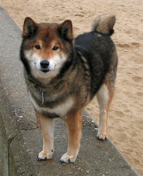 Image - Sesame shiba inu.png - Dogs and Cats Wiki