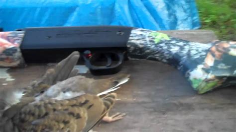 bb gun hunting bird hunt - YouTube