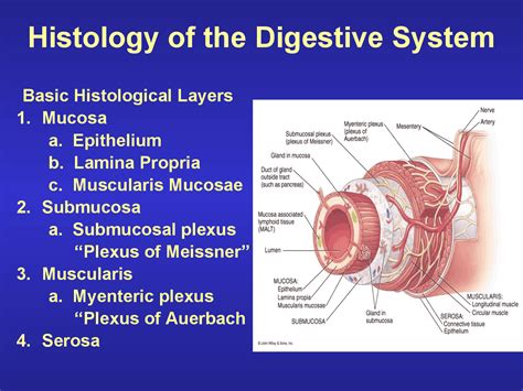 Histology of the Digestive System | Exams Histology | Docsity