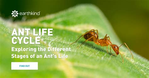 How Long Do Ants Live? The Life Cycle of an Ant | EarthKind