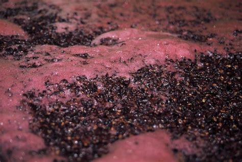 How to Ferment Grapes? | All Wines of Europe