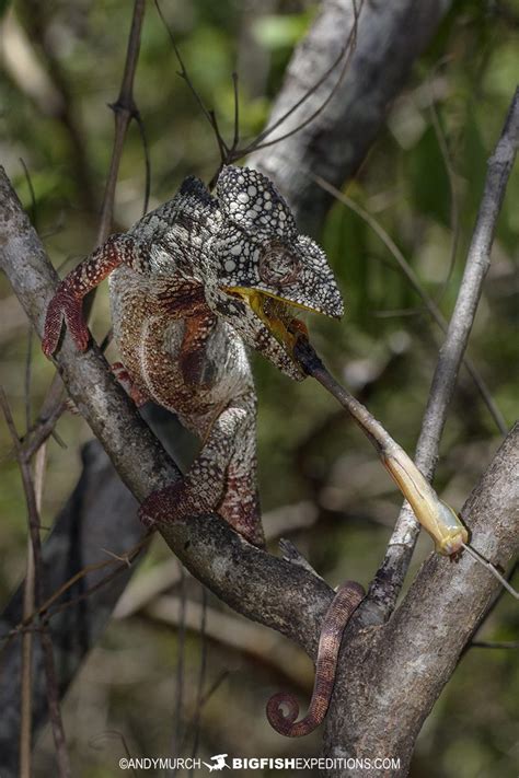 Feeding-Chameleon-22 | Big Fish Expeditions