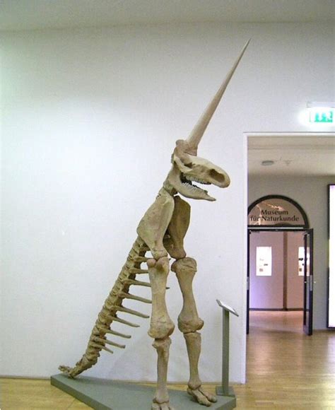 The Magdeburg Unicorn is The Worst Fossil Reconstruction in the History ...