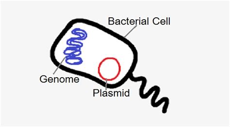 Gene - Definition and Examples | Biology Dictionary