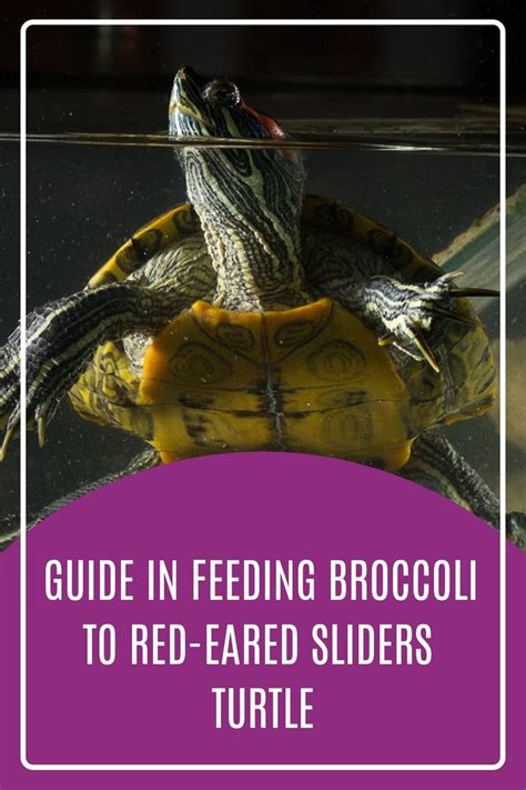 Guide In Feeding Broccoli To Red-Eared Sliders Turtle in 2023 | Slider turtle, Red eared slider ...