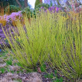 The Ultimate Guide to Pruning a Cornus Shrub | pruning.garden