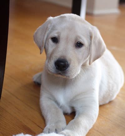 Chocolate Lab Puppies