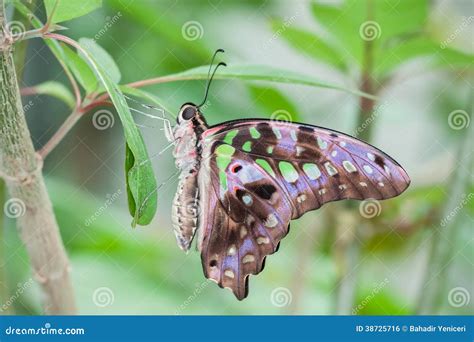 Tailed Jay Butterfly stock photo. Image of antenna, pattern - 38725716