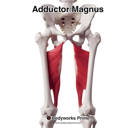 Adductor Tuberosity