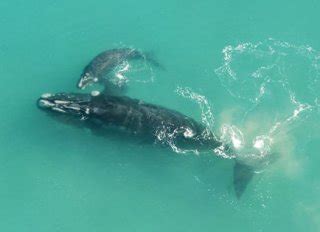 Warrnambool - Logans Beach Whale Watching Platform - South West - Outside Melbourne