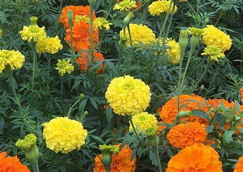 Marigold - Crackerjack Mix seeds - Heirloom Seeds Canada