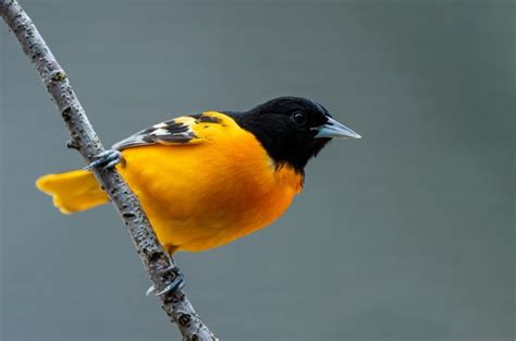 The Melodious Baltimore Oriole Song