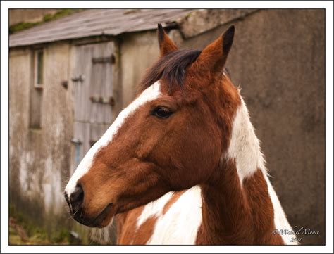 Skewbald | Skewbald is a color pattern of horses. A skewbald… | Flickr